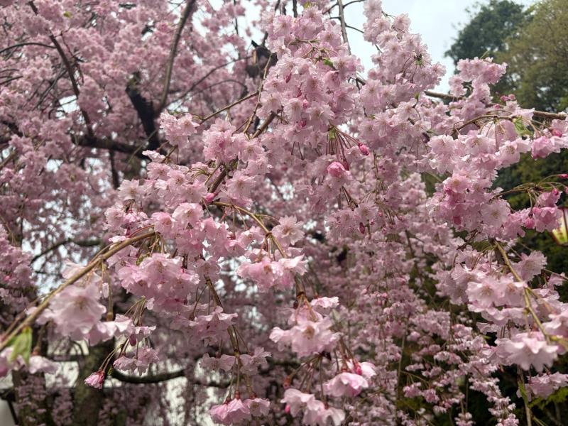 しだれ桜